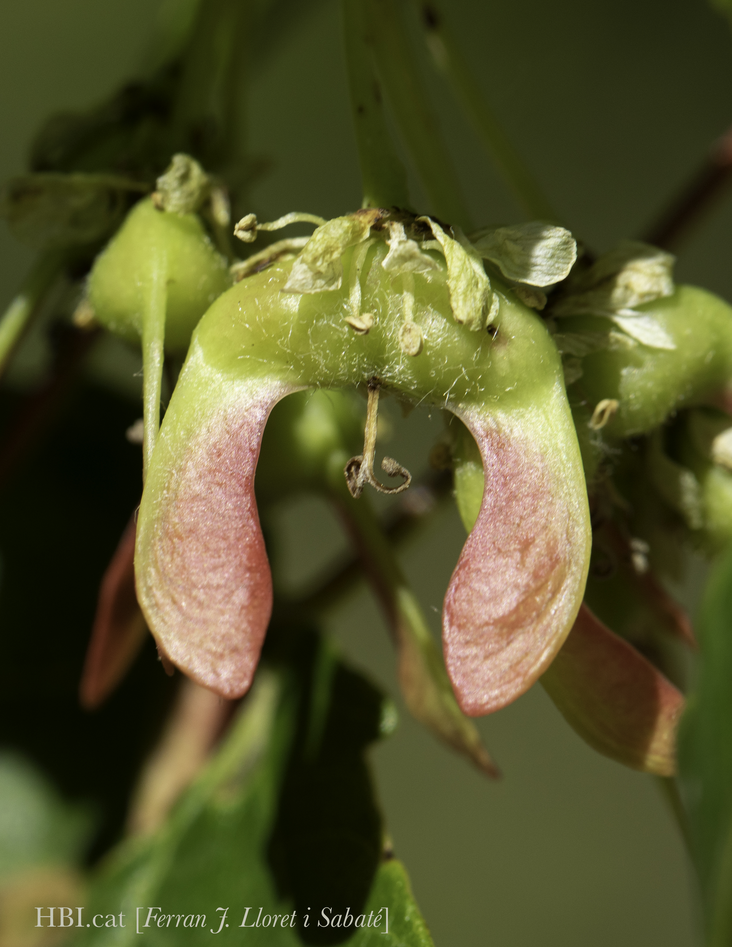 Acer granatense, sàmara en fructificació avançada, Serra de Llaberia, RdE S, Catalunya